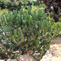 Euphorbia antiquorum L.